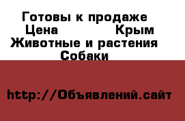 Готовы к продаже › Цена ­ 40 000 - Крым Животные и растения » Собаки   